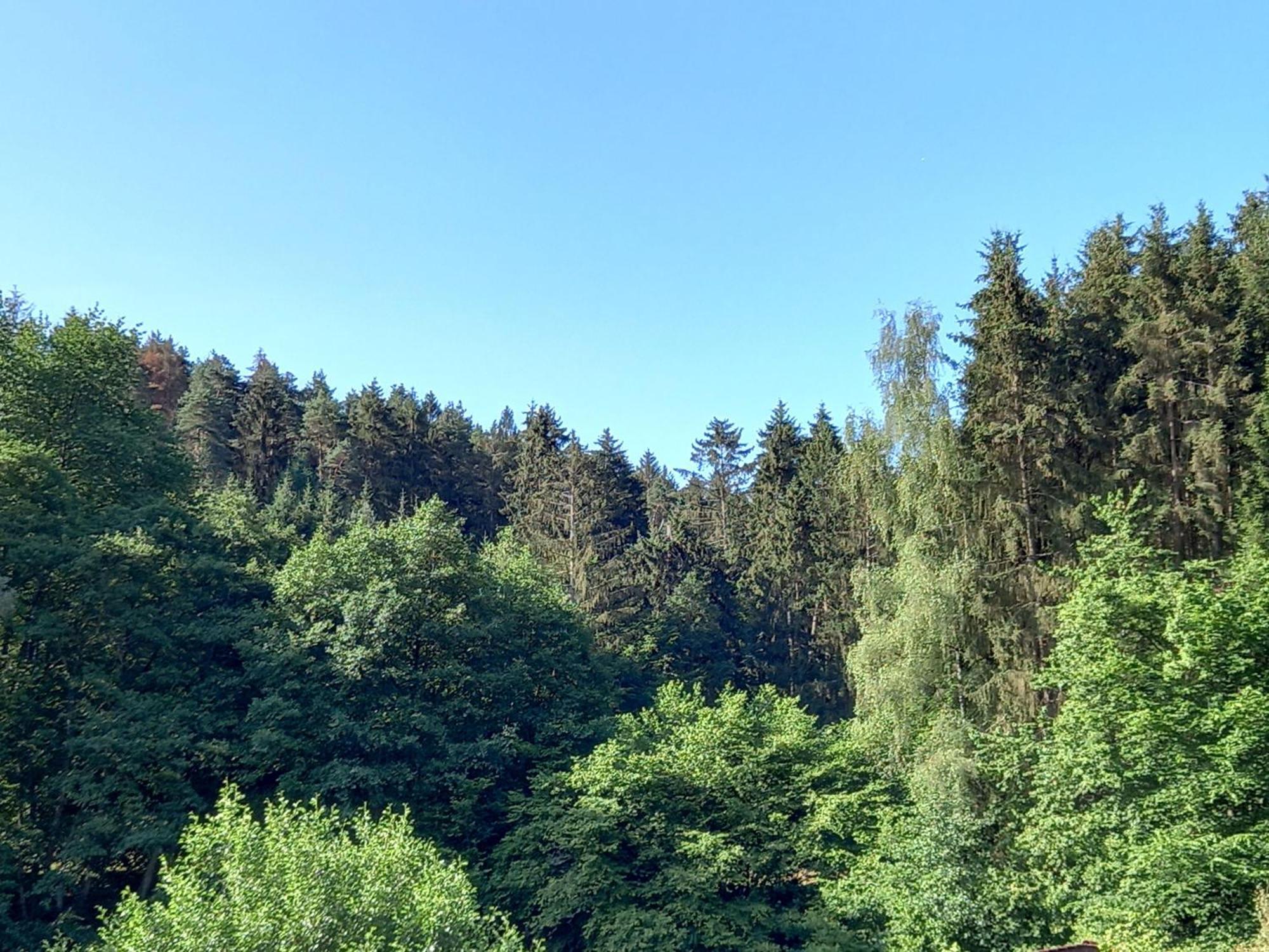 Ferienwohnung Waldblick Trassem ภายนอก รูปภาพ